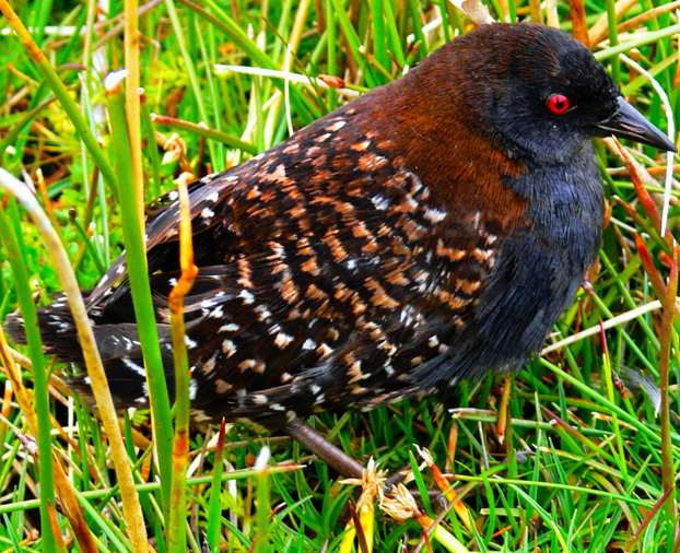 Bird Watchers Take On the Greatest Challenge Finding the Elusive Black Rail in the Jersey Marsh