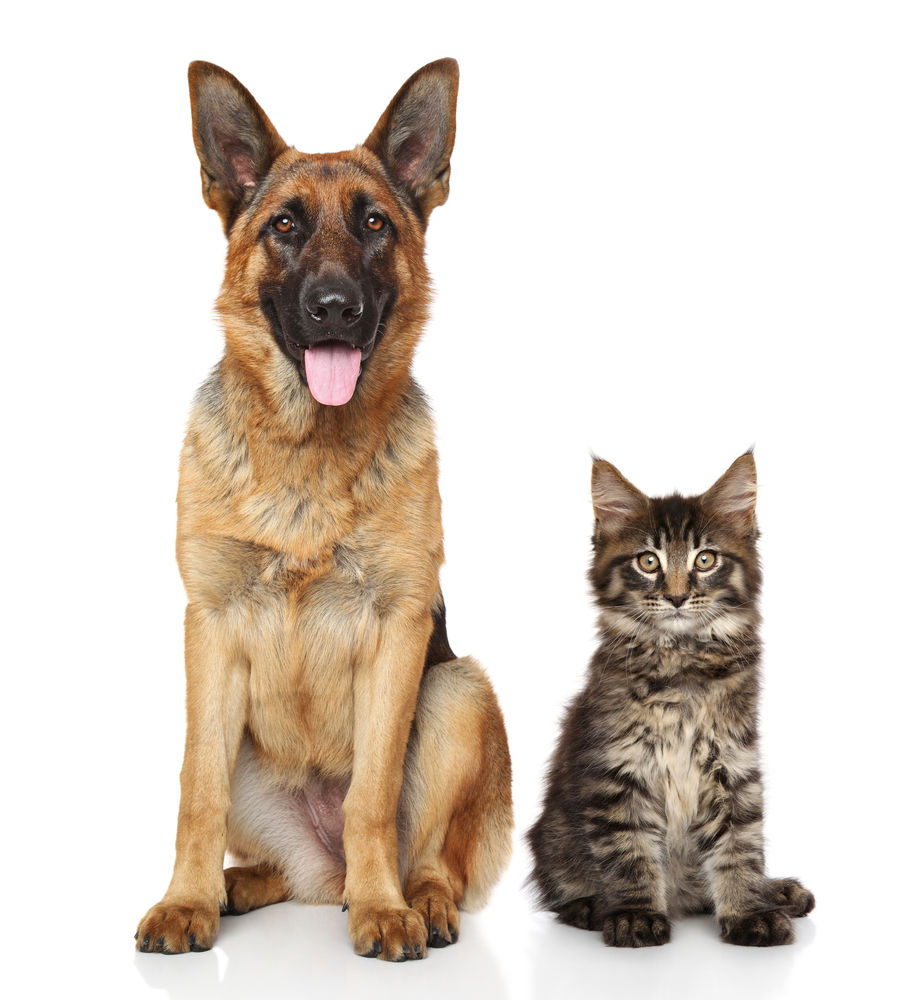 Burke Subaru Showcases Commitment to Animal Welfare Through ‘Subaru Loves Pets’ Initiative