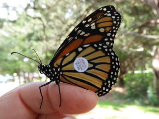 Small bits of coded adhesive paper are placed on a monarch's wings each migration season