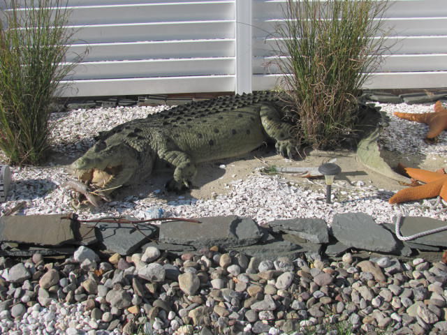 Alligator model in Bluthe’s yard is about to bite into a plastic lobster.