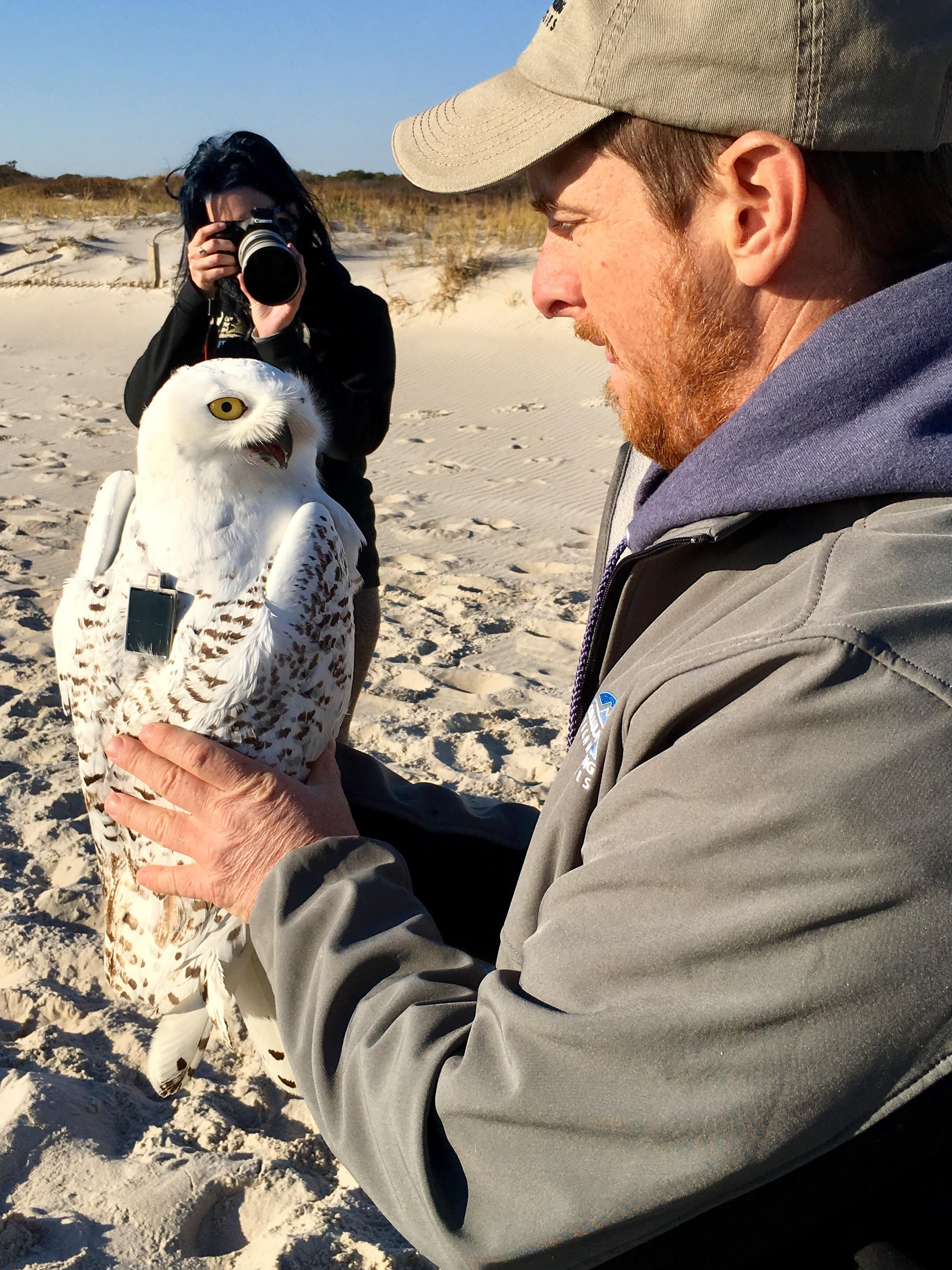 snowy owl picture nov 29 NJ