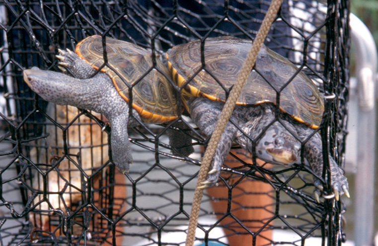 Terrapins caught in a ghost trap.