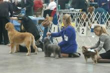 Boardwalk Kennel Club All Breed Dog Show Returns to Wildwood for 5 days of Competition