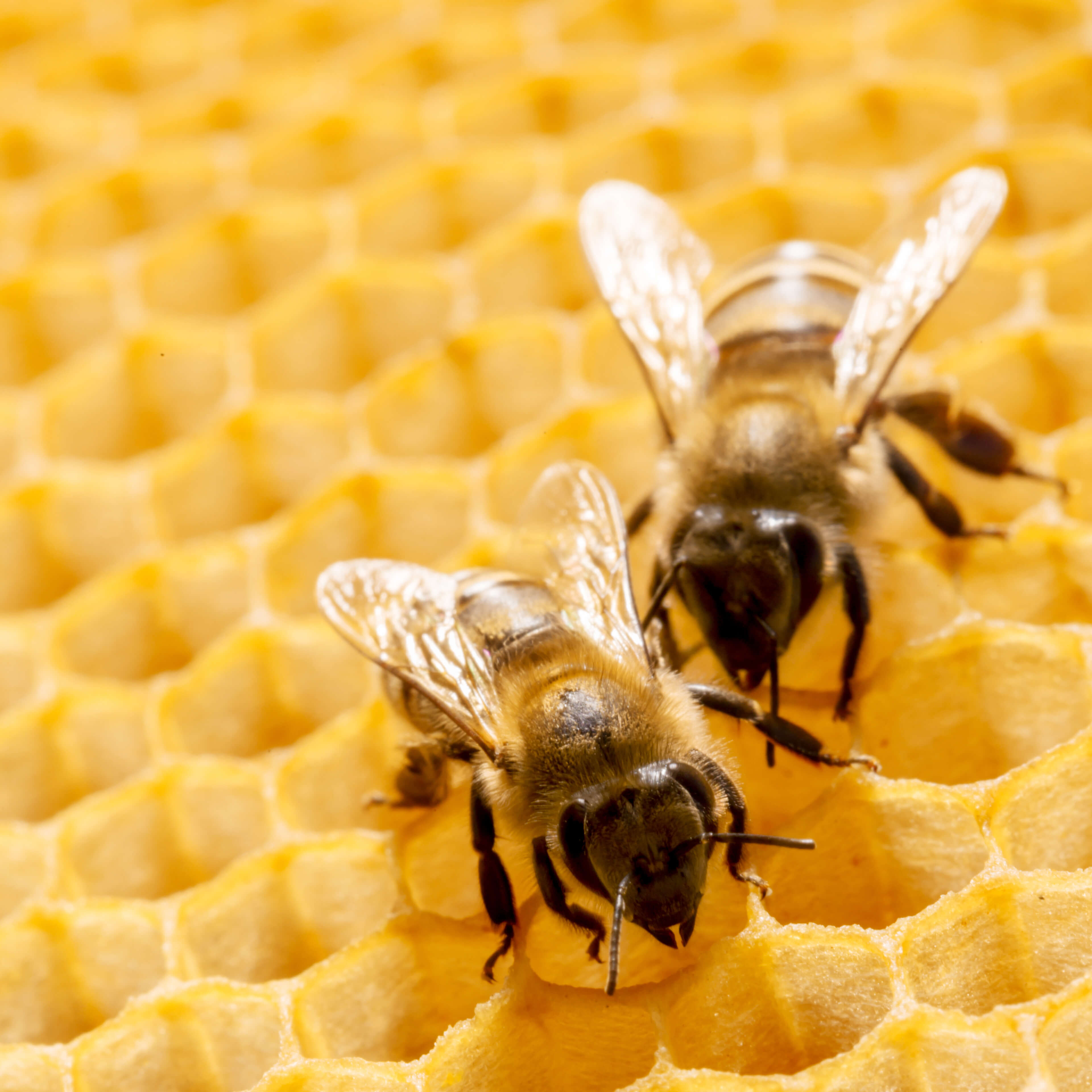 Proposed State Rules Would Sting Beekeepers