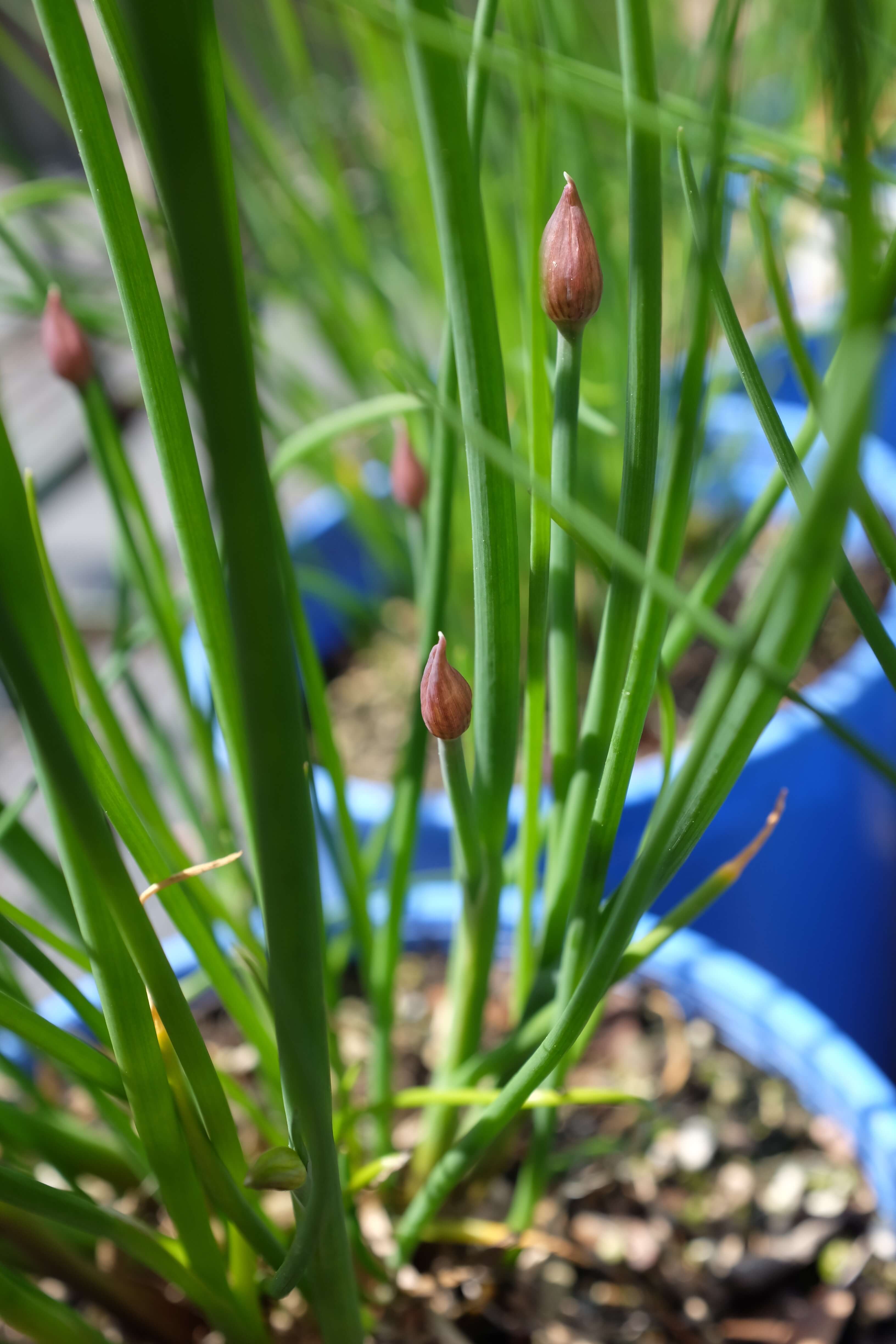 Chives budding in late April.