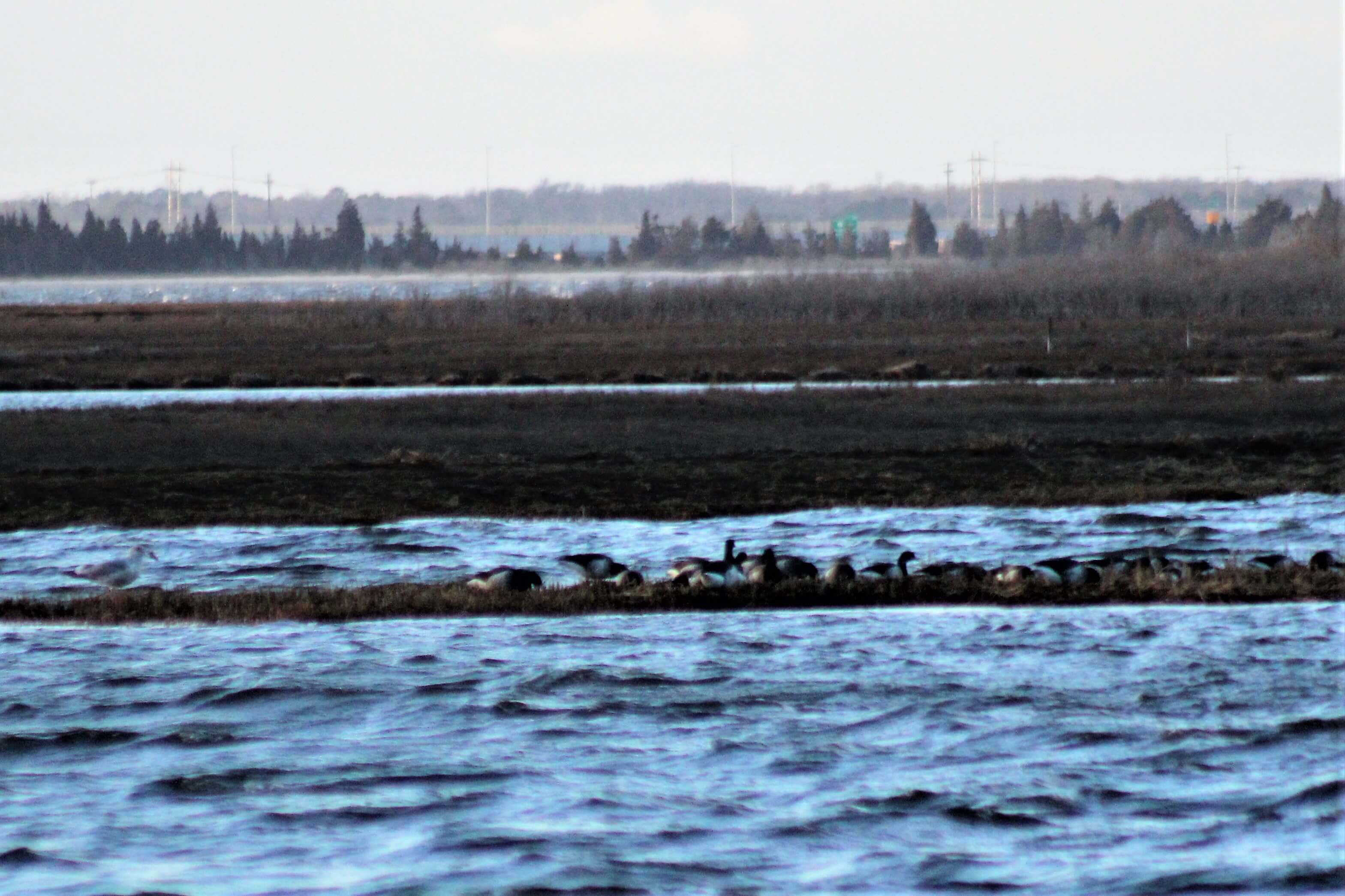 A view of Shooting Island from Ocean City’s boat ramp at Tennessee Avenue. The marshy island is home to several species of birds. A proposal could allow the city to use dredge spoils to rebuild a section of the island that has eroded since the 1970s.