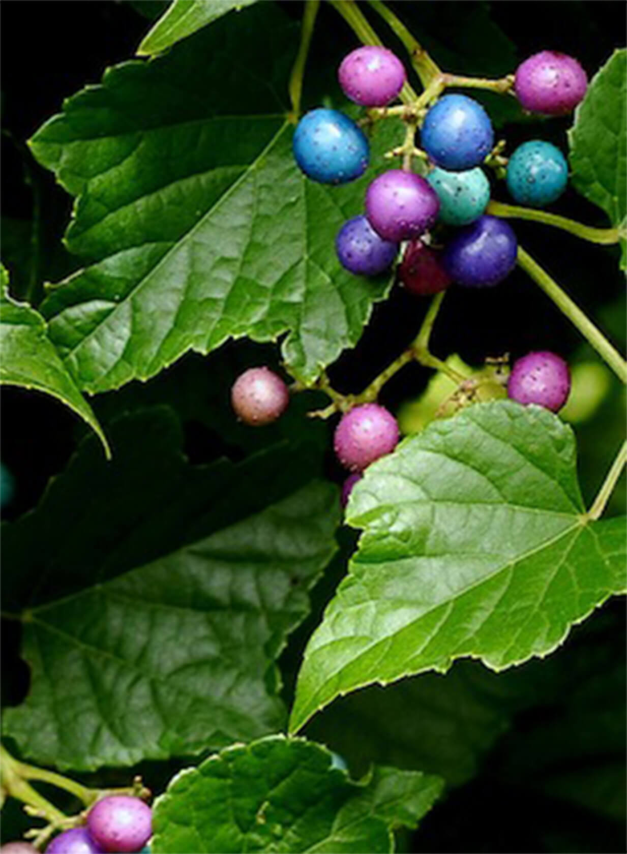 Porcelain Berry may be pretty