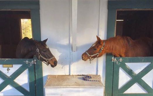 Pandora and Ember at Star Hollow.