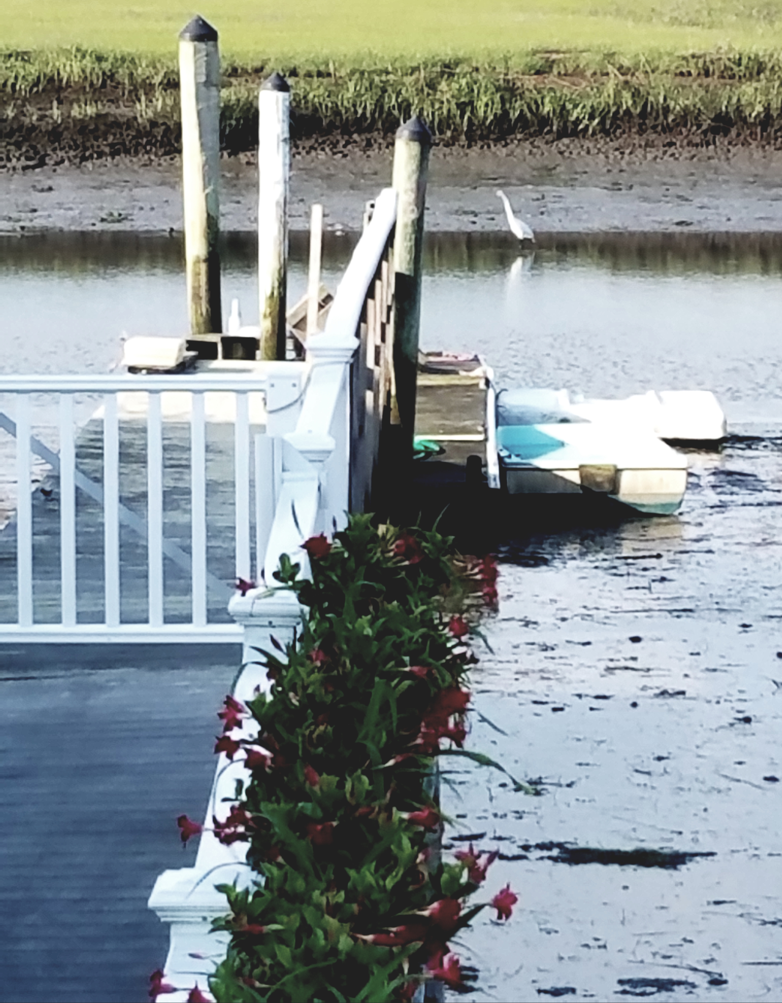 Dr. Judith Coche transplanted 222 daylilies to a spot on her deck over the bay as a way to enjoy the outdoors. 