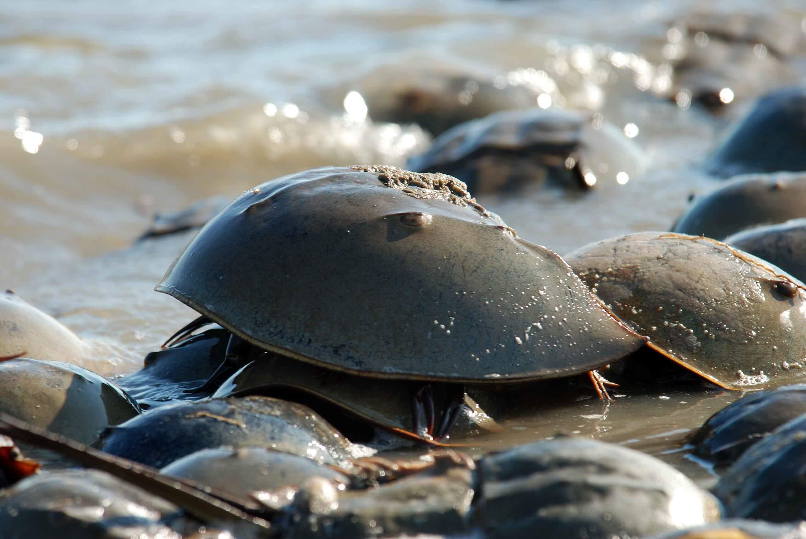 The breeding time for horseshoe crabs is May-June. If found upside down onshore