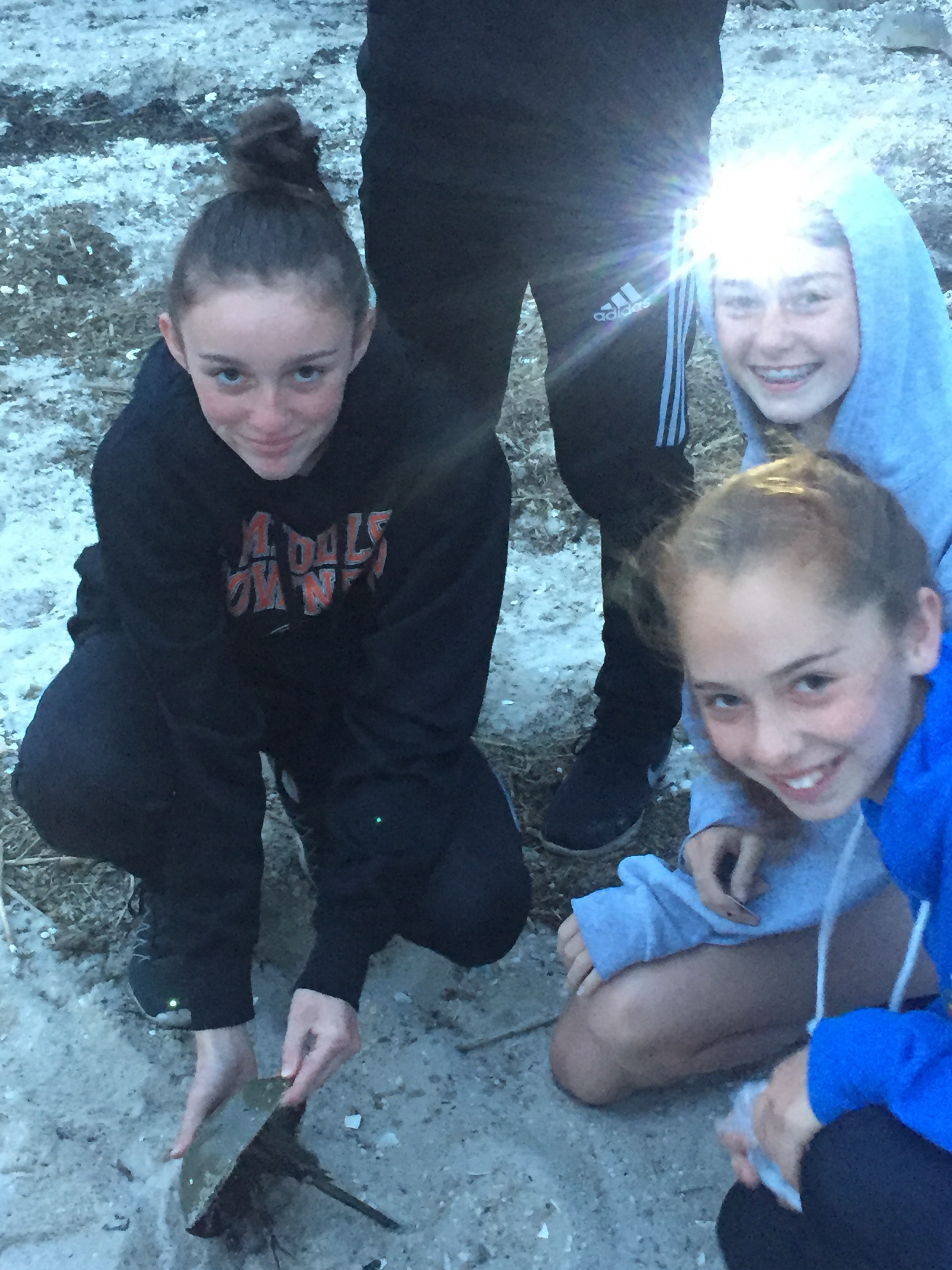 Students from Middle Township Middle School's STEM and GIS clubs recently helped to tag horseshoe crabs at South Reed's Beach on the Delaware bayshore.
