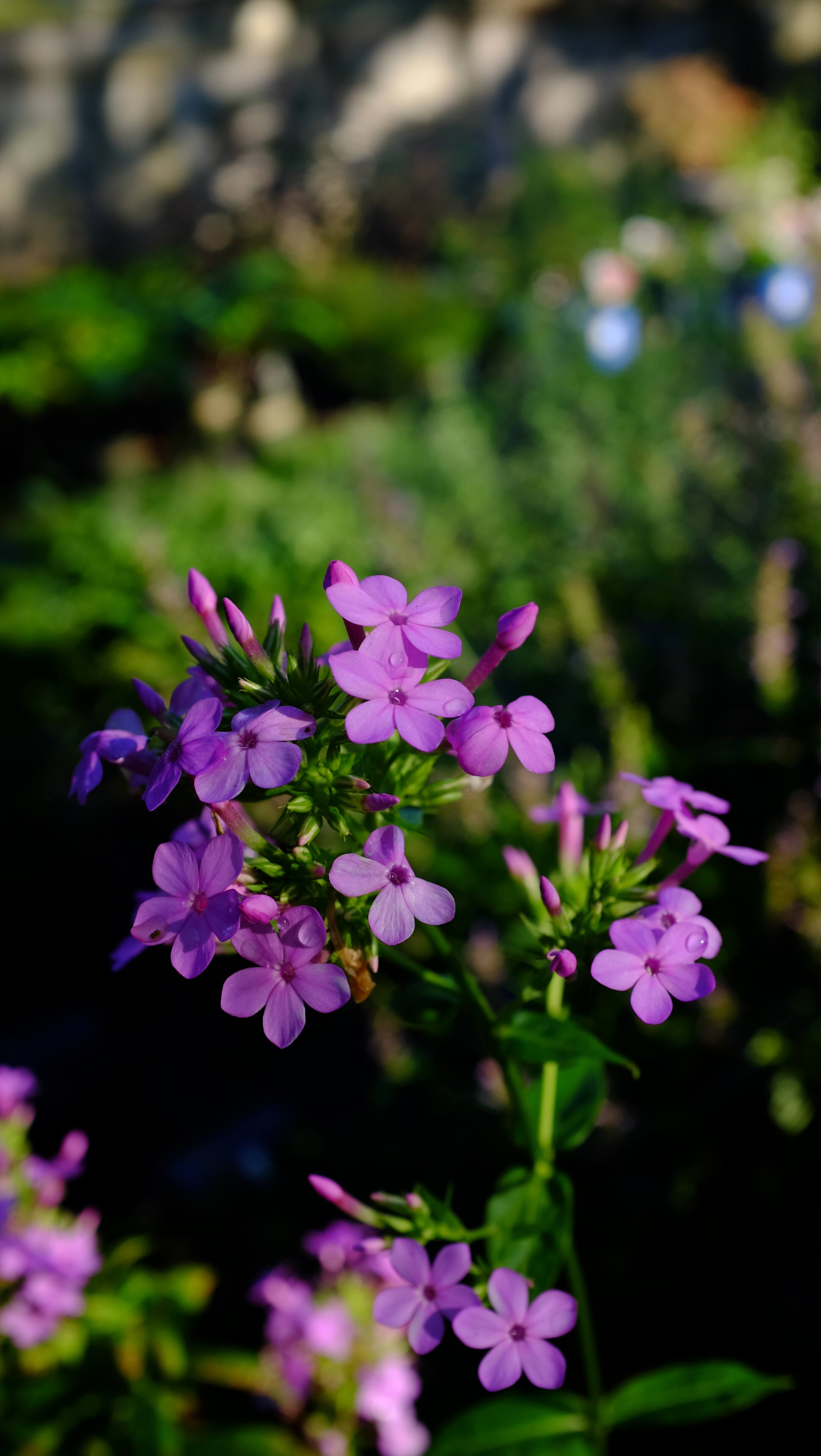 Over 800 varieties of phlox were recorded