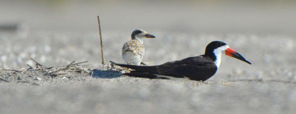 Black Skimmer