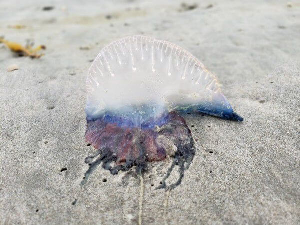 Portugese Man o'War