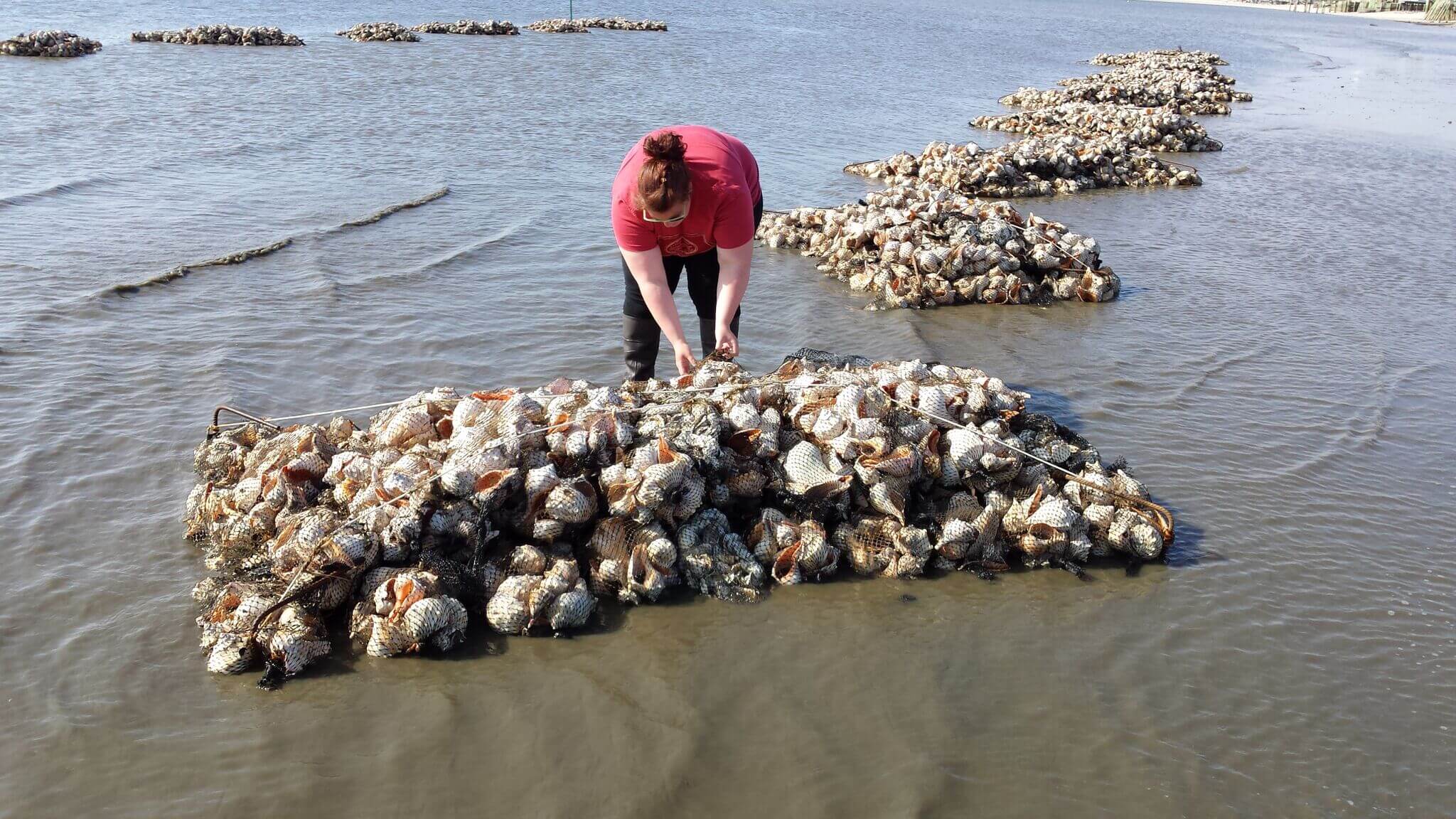 Quinn Whitehall of the American Littoral Society inspects the reef at Reed's Beach shortly after its construction.