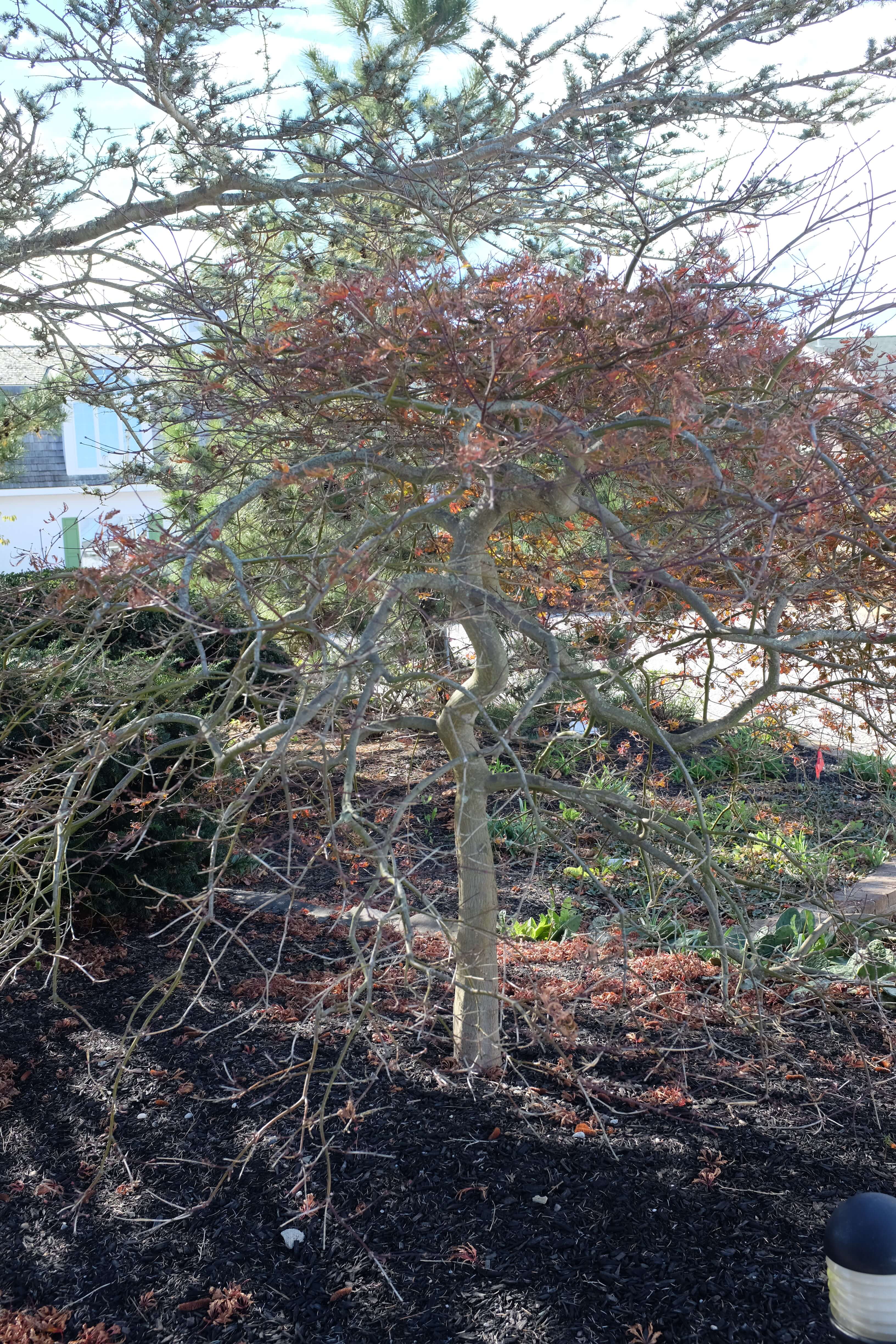 Interesting shape of Japanese Maple through fall and into winter