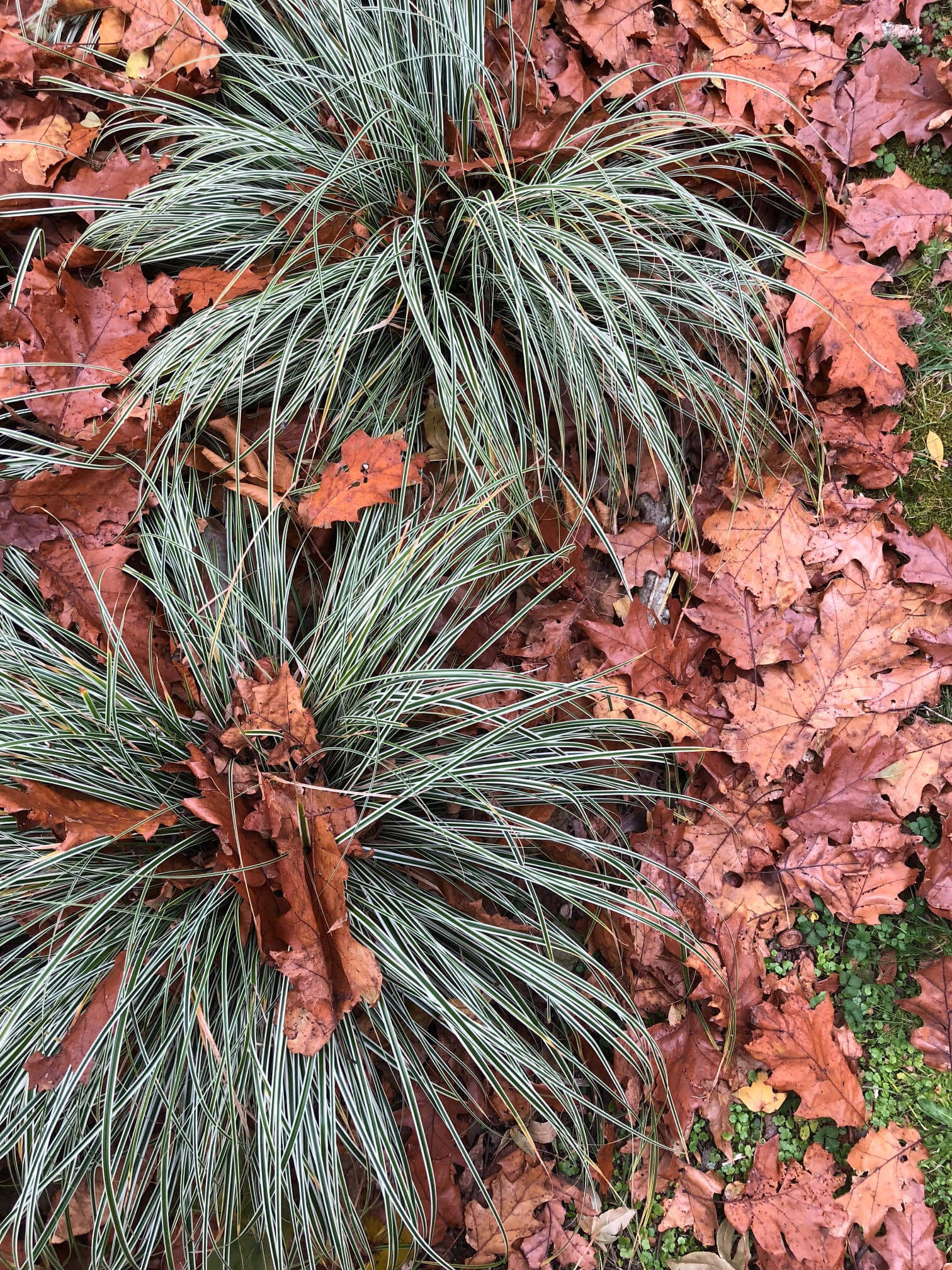 This Carex is happily nestled in moist