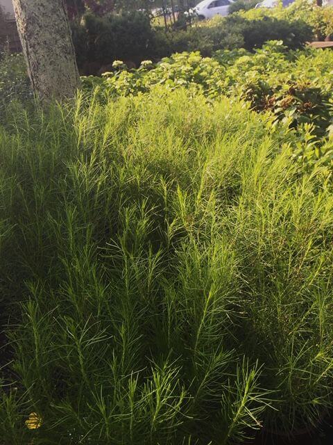 Fine threadleaf foliage of Amosonia hubrichtii