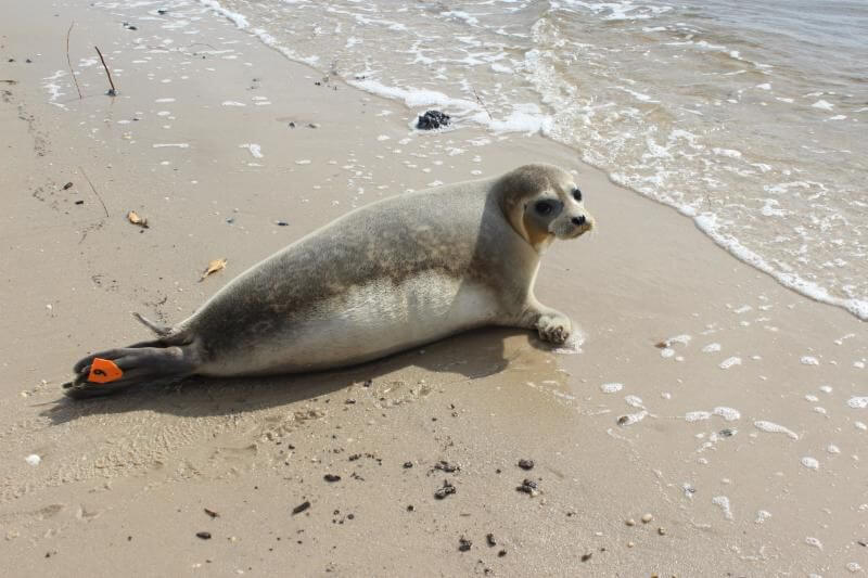 Seal prepares to return to the sea after spending time at the Marine Mammal Stranding Center