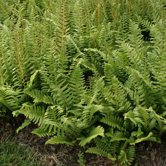 Christmas Fern as a ground cover. 