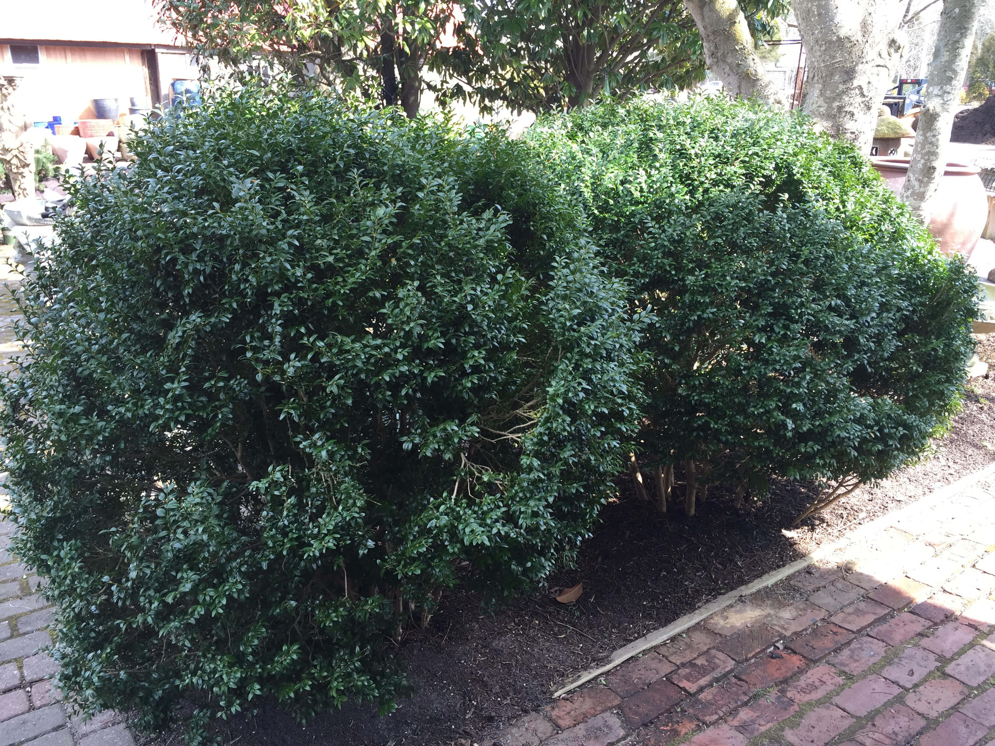 Choose a loose style for boxwood such as these to define paths and garden areas.