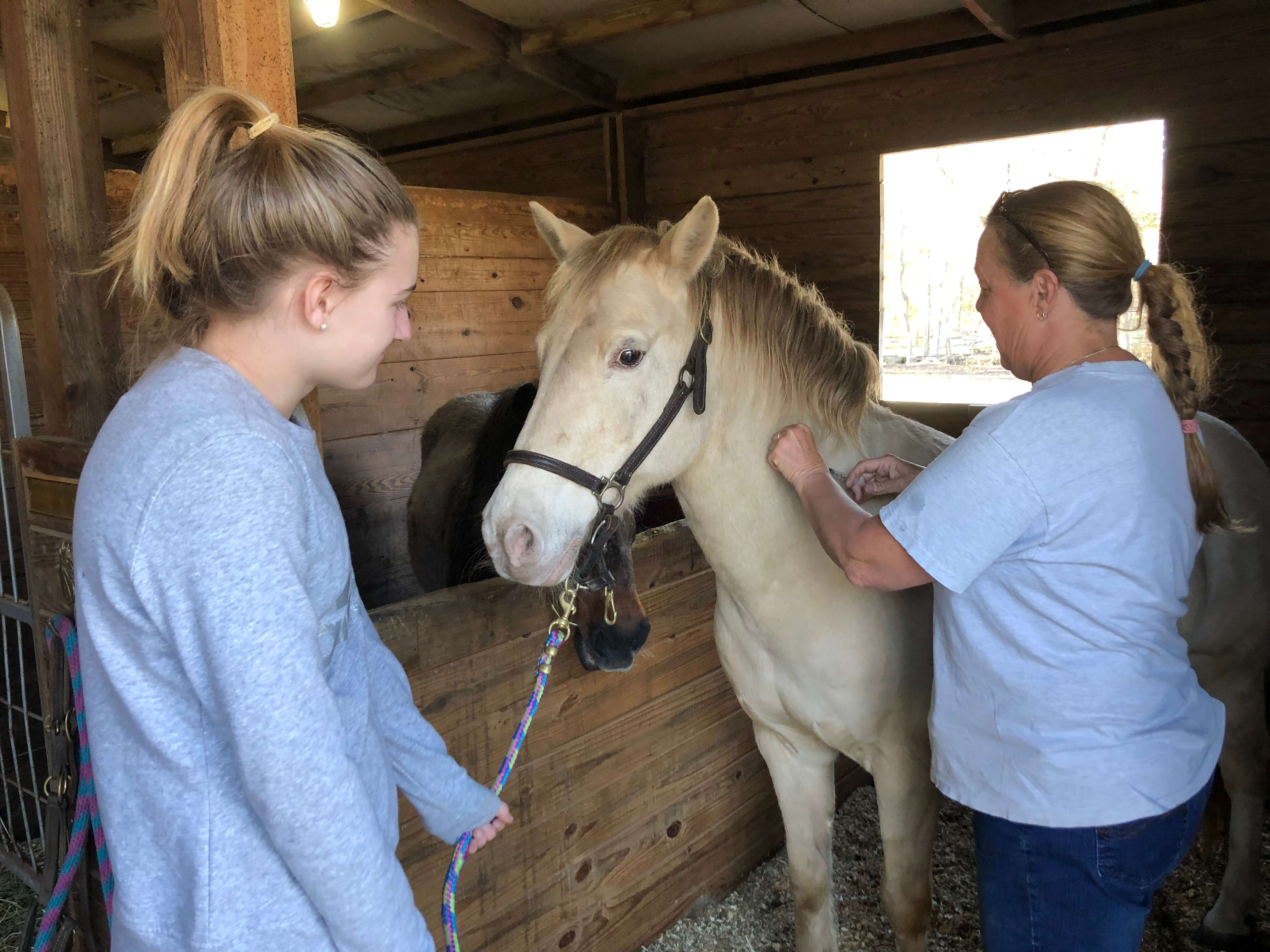 The Cape May County 4-H Equine Health Clinic was held on April 6-7. 4-H Member Mackenzie Doughty from the Star Hollow Riders 4-H Club holds Biscuit while Dr. Tanja Hanyi vaccinates him to make sure he stays safe from infectious diseases all year long.