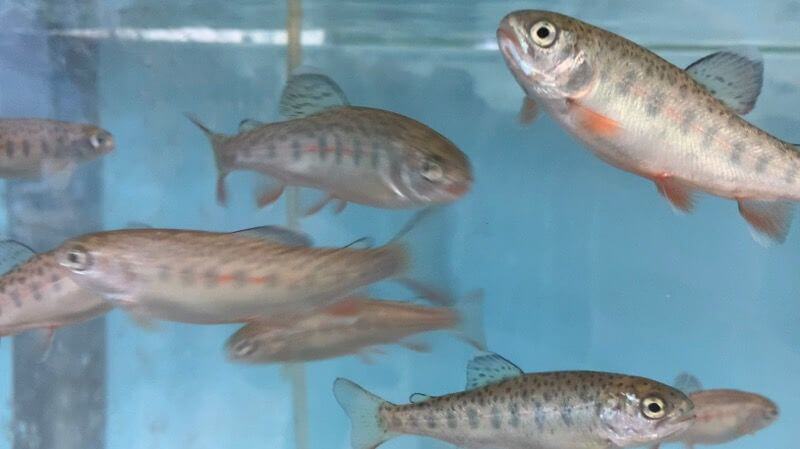 About 200 three-and-one-half-inch trout fingerlings were raised from eggs by local students