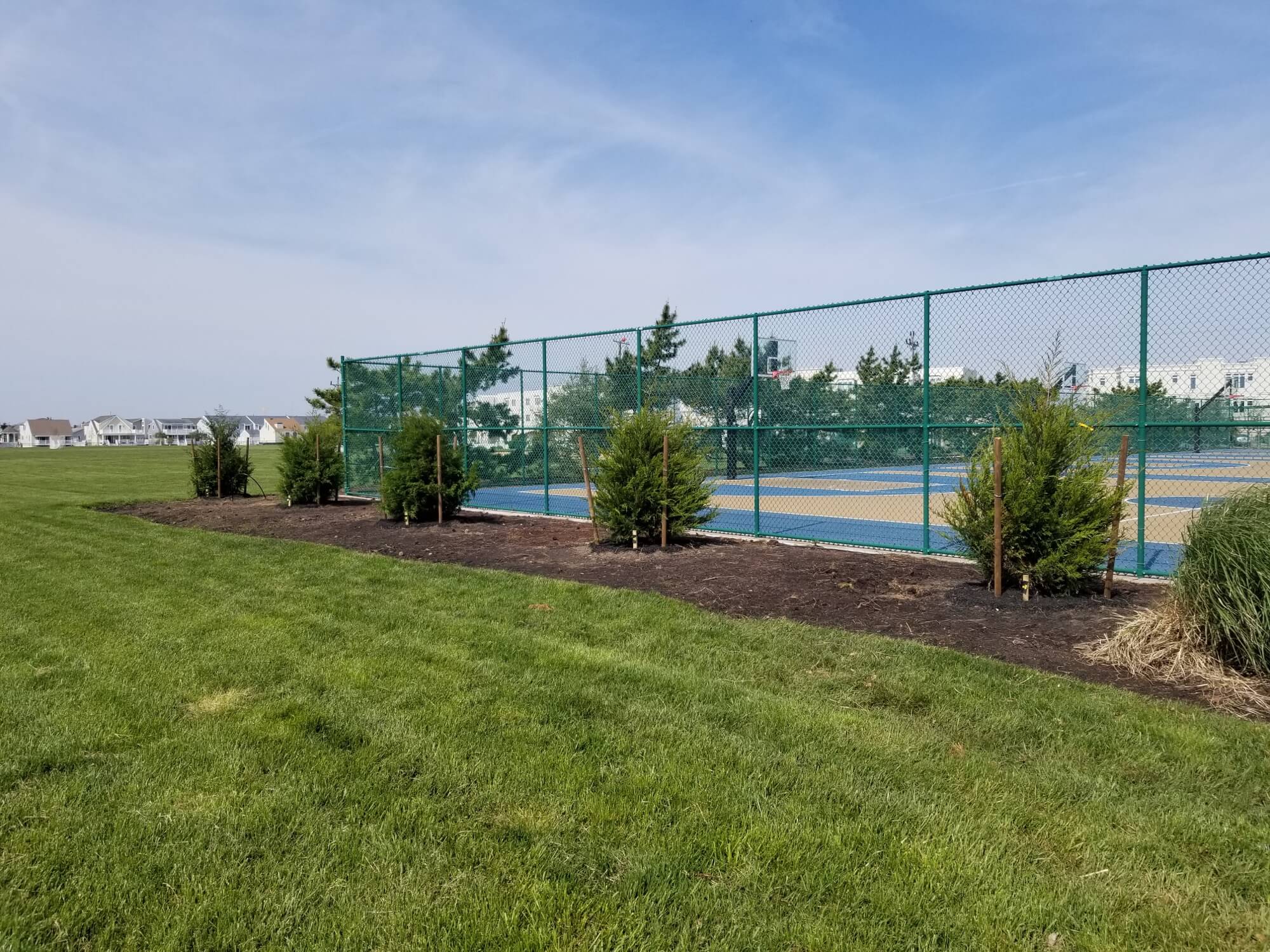 Trees planted adjacent to Avalon's basketball courts.