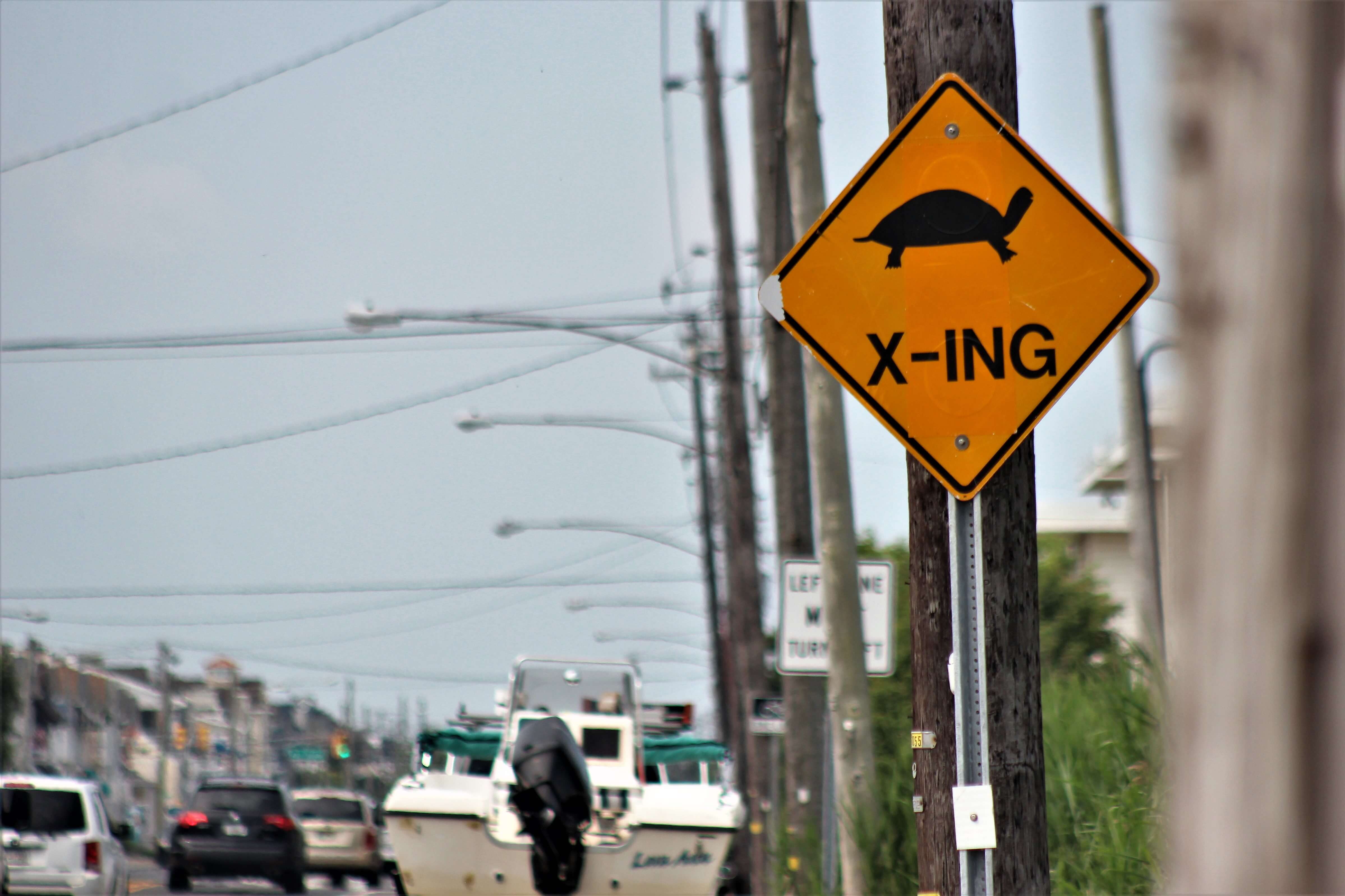 A turtle crossing sign on West Avenue.