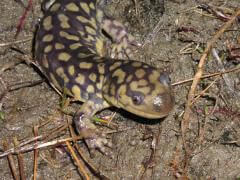 The Eastern Tiger Salamander once was found throughout southern New Jersey
