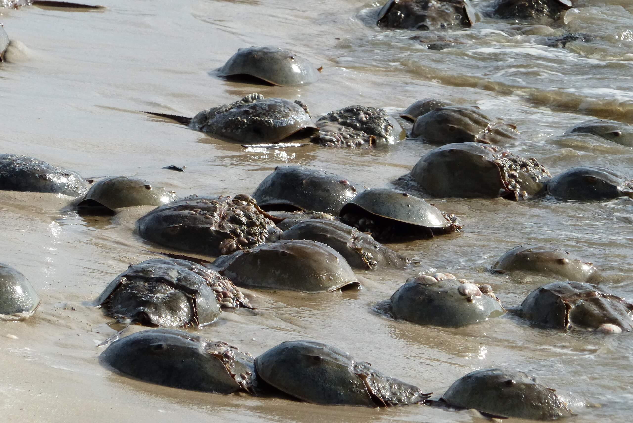 Horseshoe crabs emerge from Delaware Bay to the beach in Del Haven June 13.
