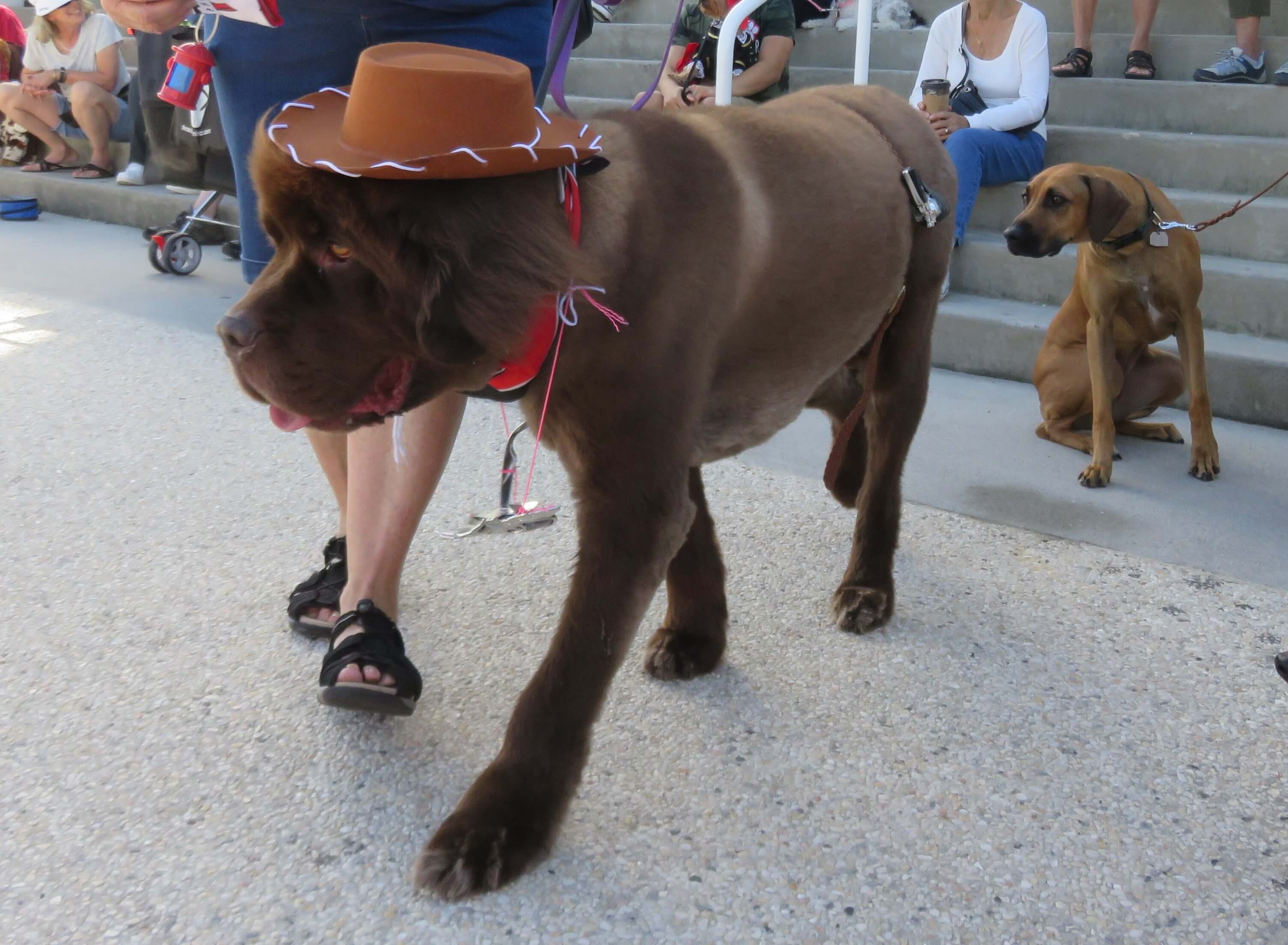 muttstrut.jpg