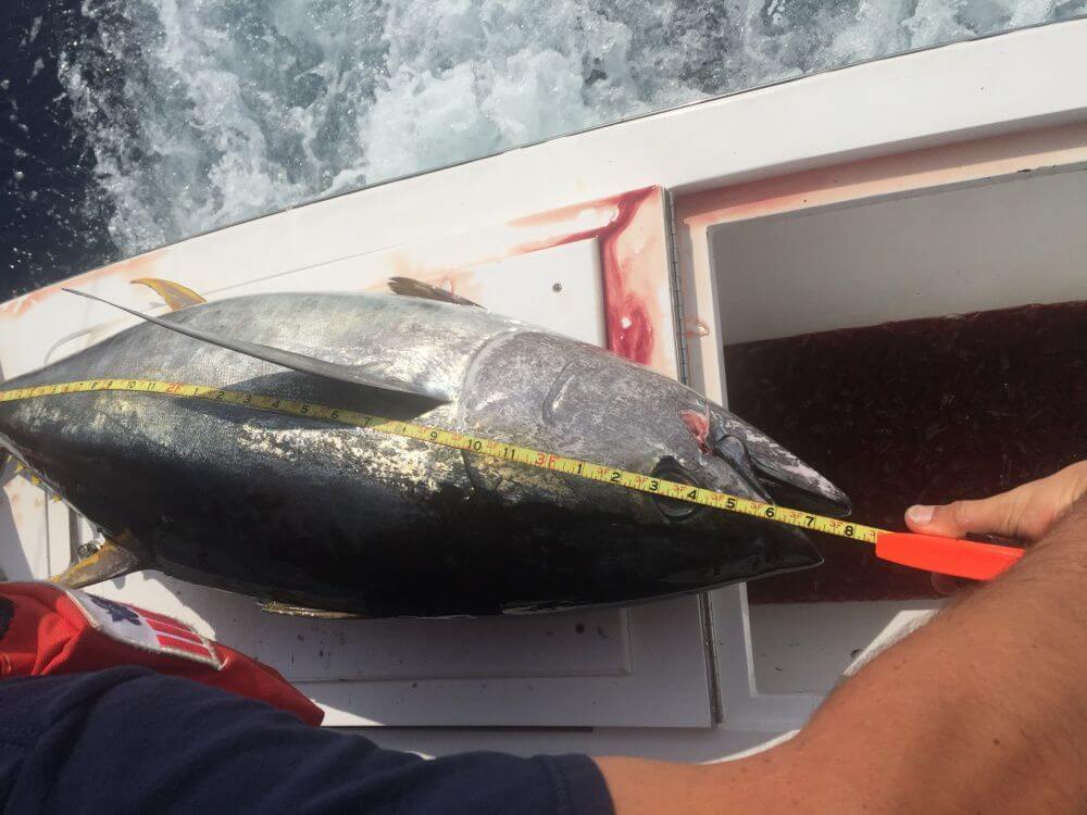 A Coast Guard member measures a commercial vessel's catch to determine compliance with federal regulation near Oregon Inlet