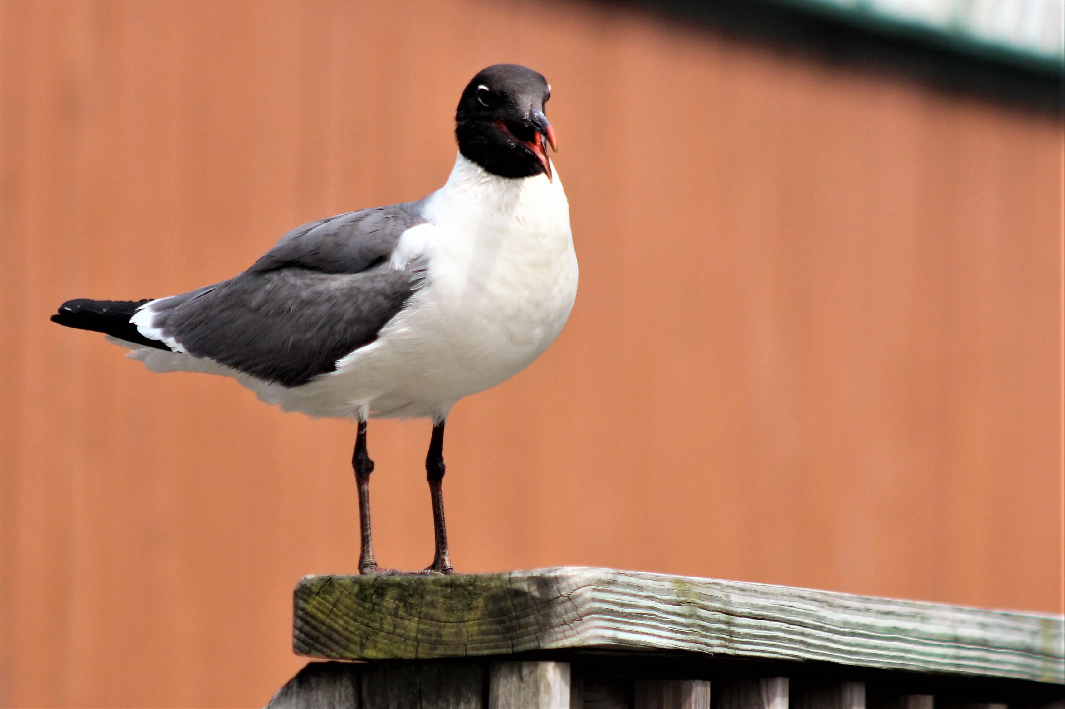 A laughing gull stands watch near the Ocean City Boardwalk on a summer afternoon. According to city officials