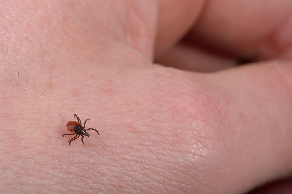 Taking Initiatives to Treat and Prevent Lyme and Tick-borne Illnesses