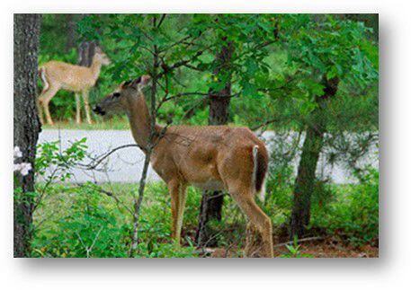 DEP Reminds Motorists to Be Extra Cautious on Roadways as Deer Mating Season Begins; Time to Change