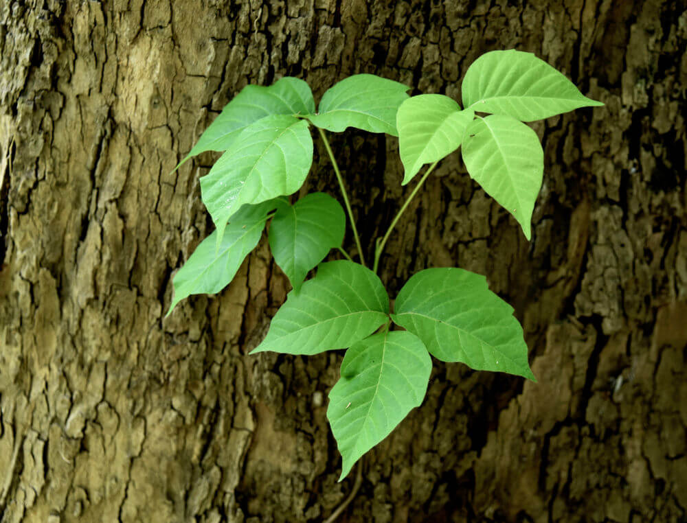 Rutgers Cooperative Extension of Cape May County Hosts Free Talk on “Warfare Ivy” (AKA Poison Ivy)