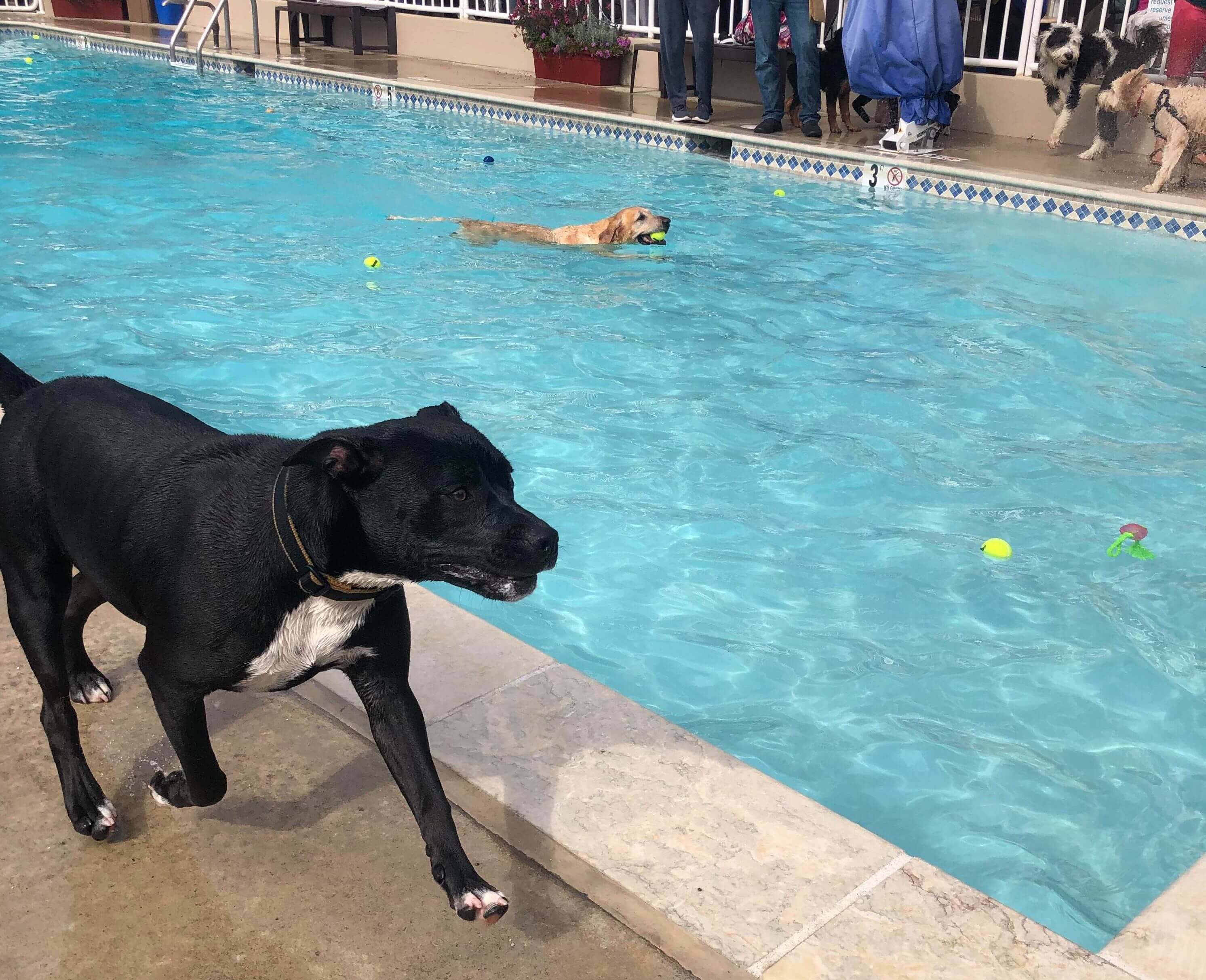 Pet Pool Day Raises Funds for Local Animal Organization