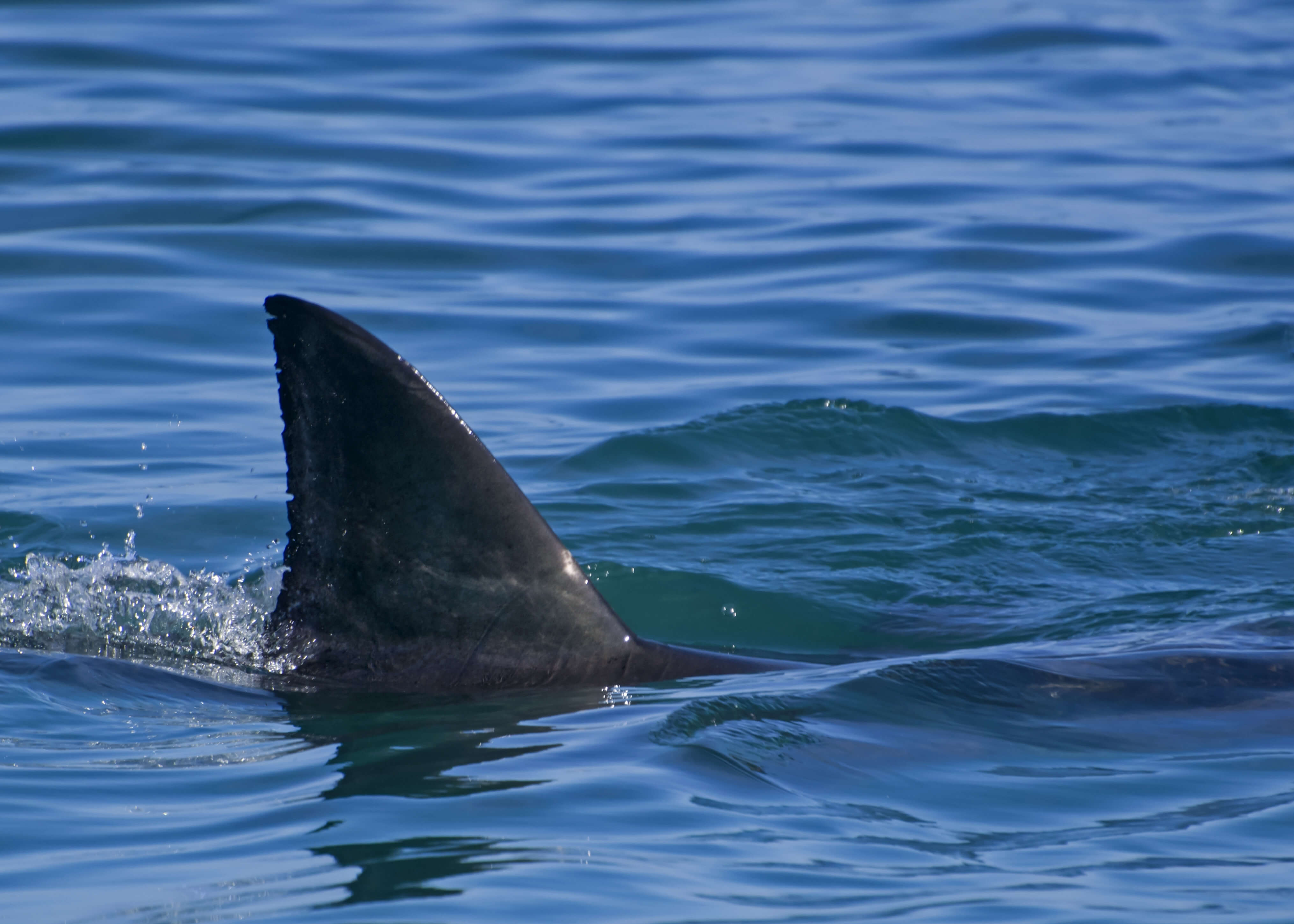 Shark Fin Sales