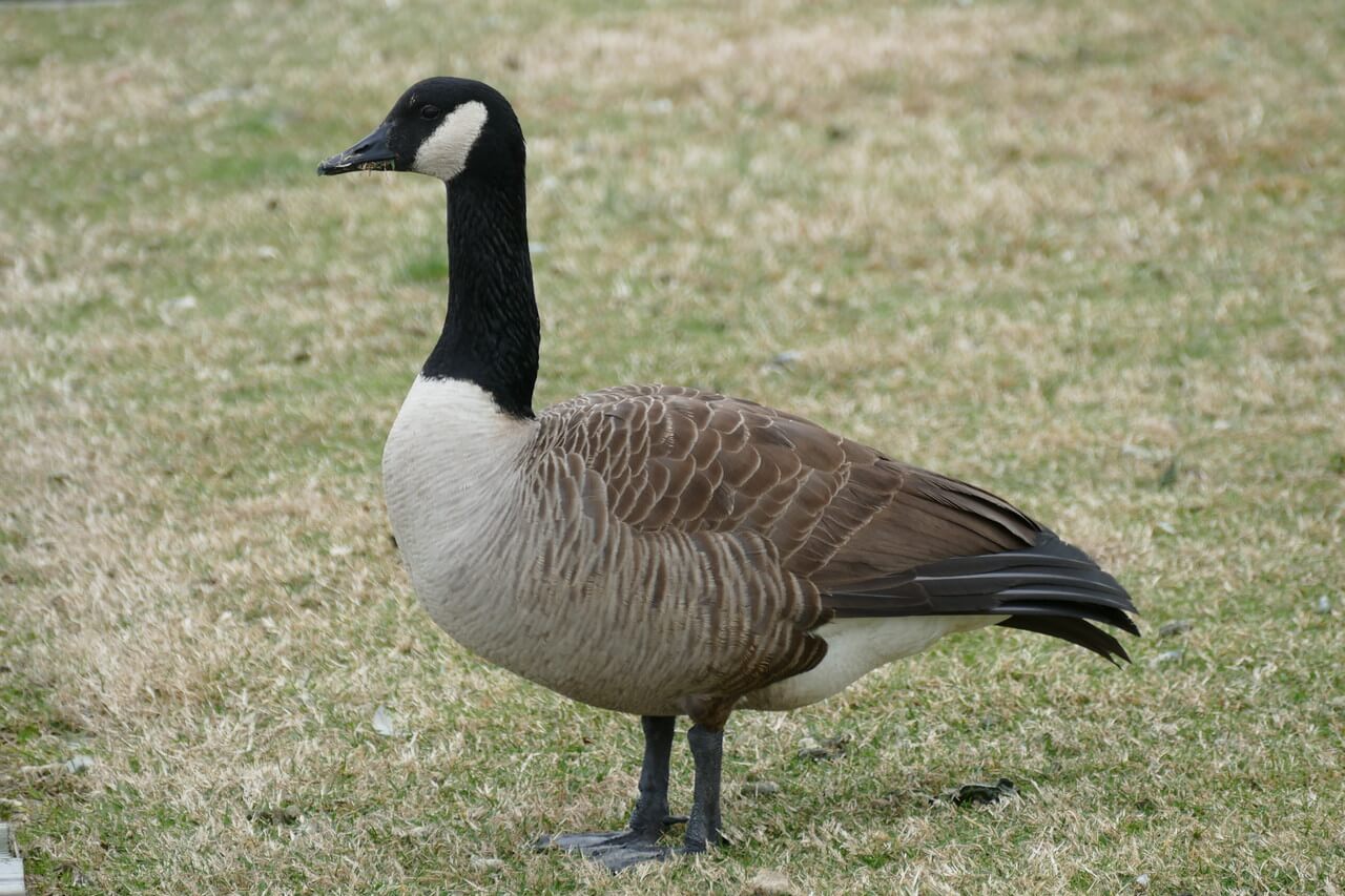 State Relocating Canada Geese from Maxwell Field