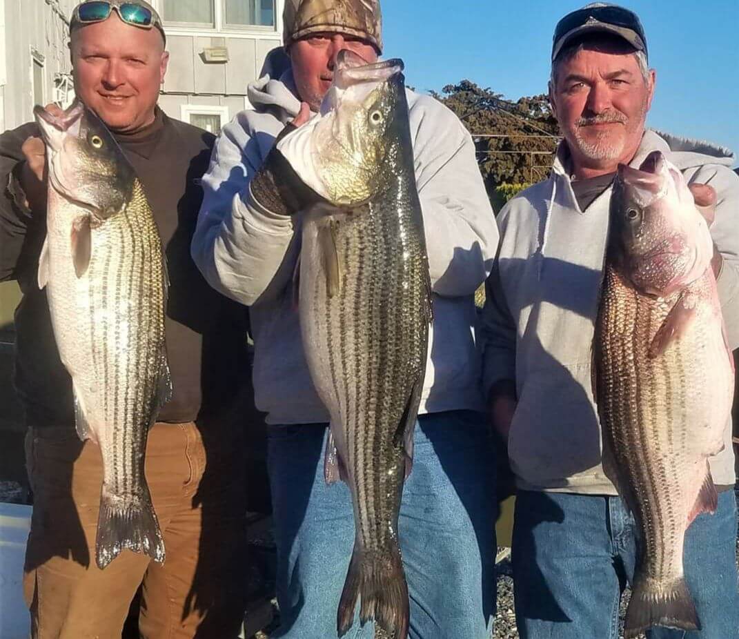 Three happy anglers with their striped bass.