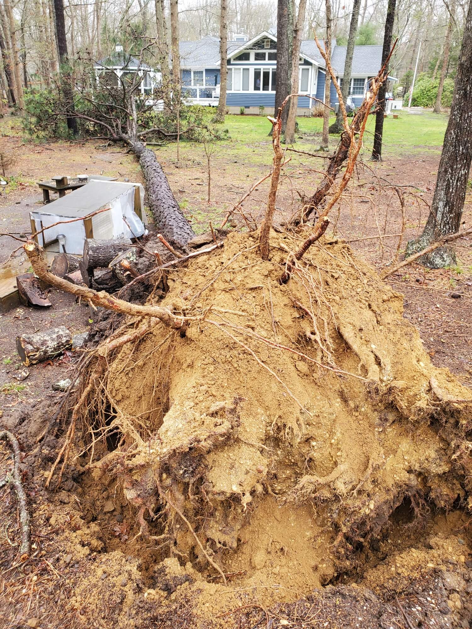 A 65-foot pine tree in Dennisville was uprooted April 13