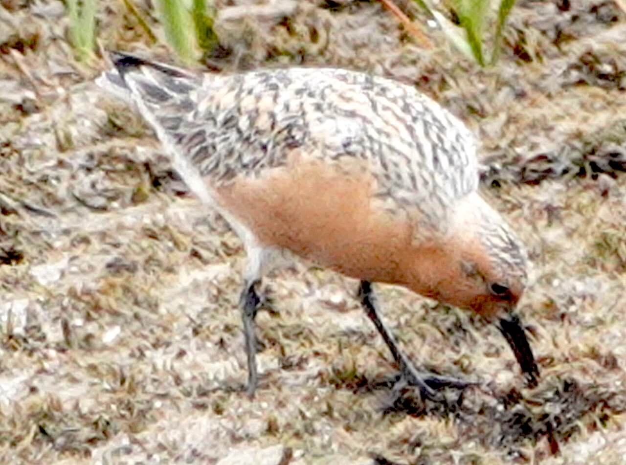 Red Knots travel from Chile to the Artic tundra to breed and must endure extensive physical changes to make the 9