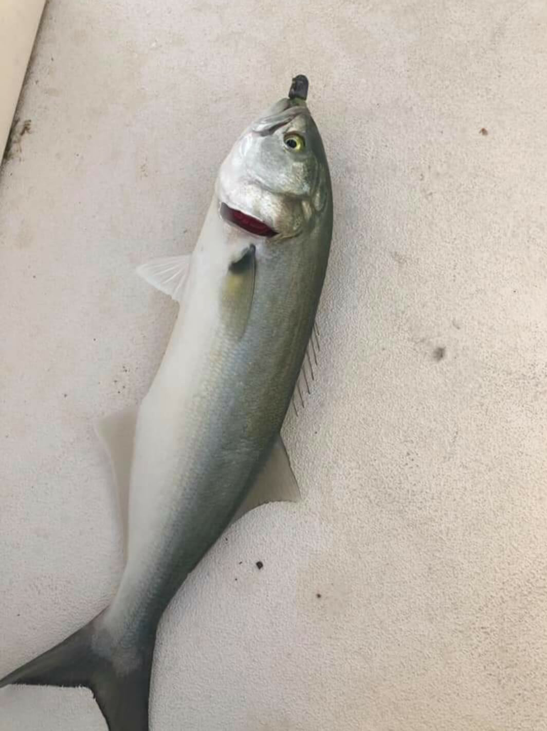 A nice bluefish