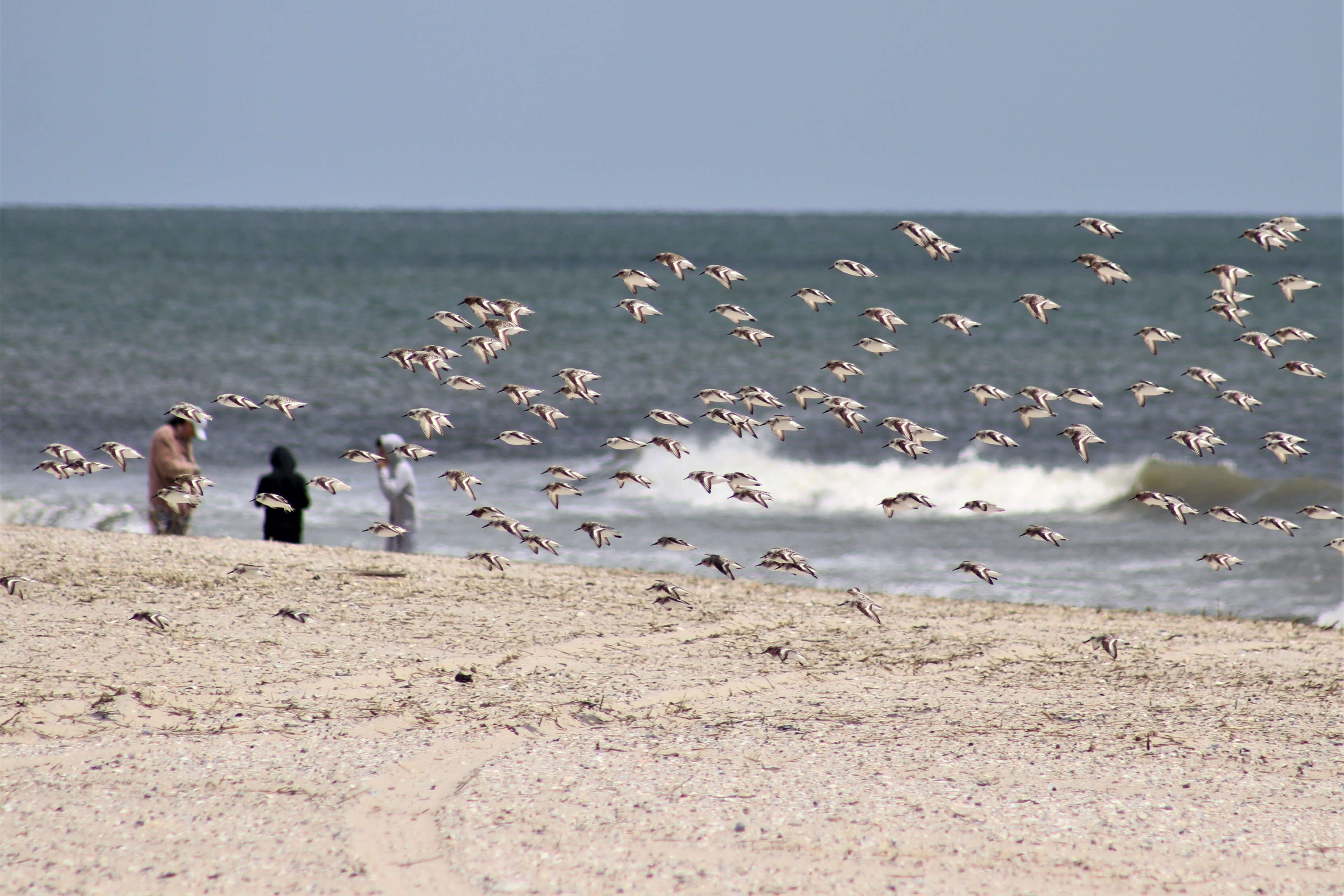 Shore birds fly near the water in Ocean City beach as people return to the beaches