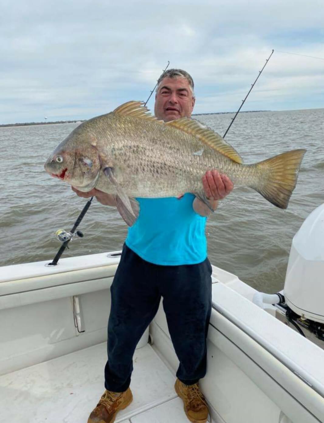 A nice-sized drum fish.