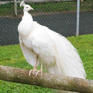 Plan Your Visit to the Cape May County Zoo