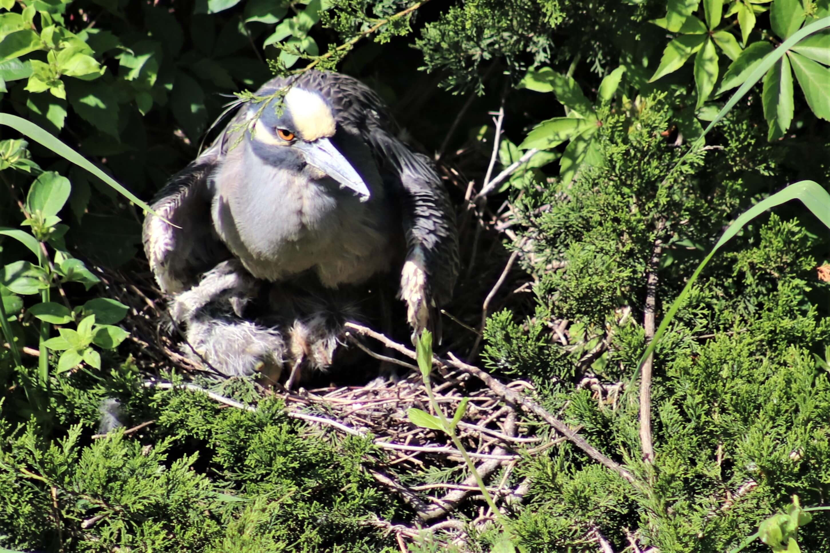 A yellow-crowned night heron keeps a protective wing over the hatchlings in a nest near a walkway over the Route 52 Causeway. The cement and steel construction offers an extraordinary glimpse into the life of herons and egrets.