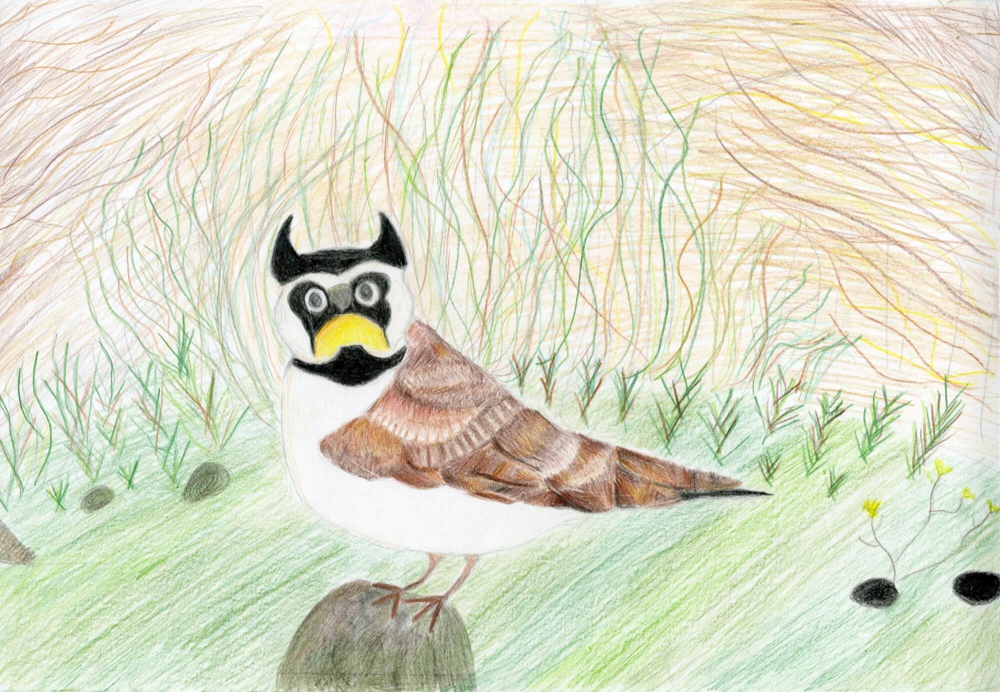 Dennis Elementary Student Places First in Wildlife Foundation's Art and Essay Contest