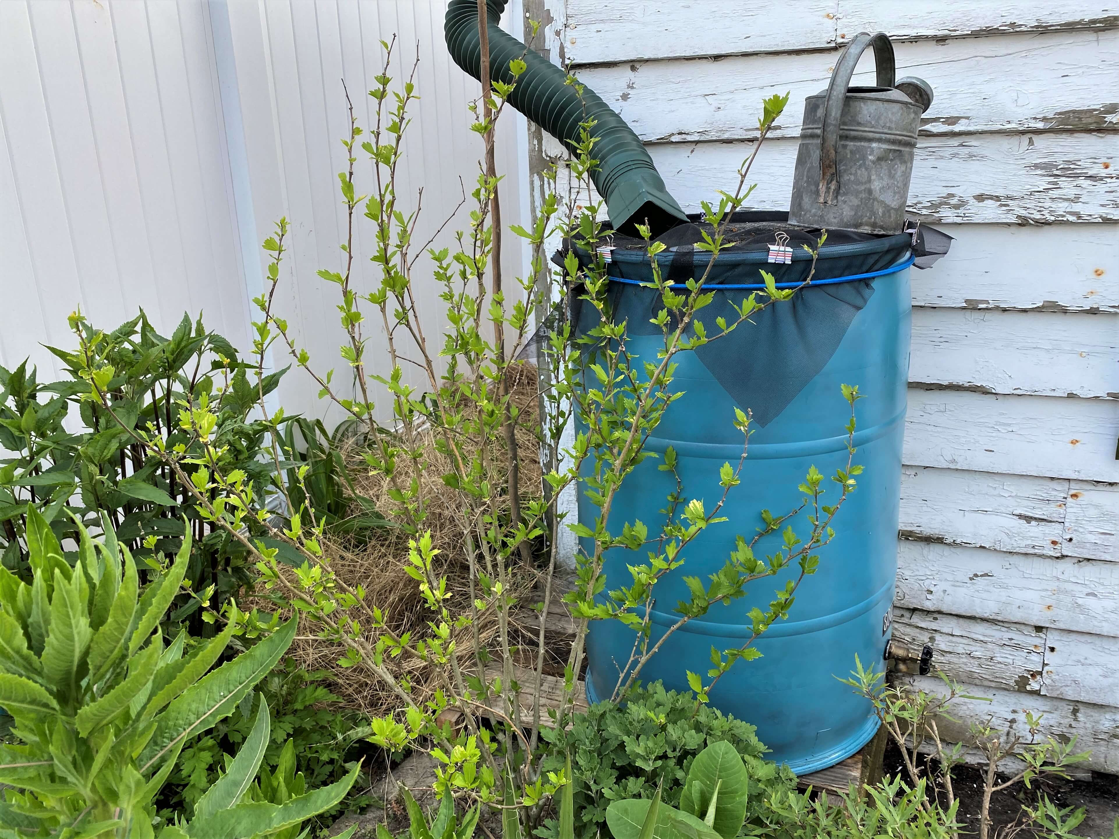 A recently installed rain barrel in the Gardens section of Ocean City will collect water to use on a backyard garden. Proponents say a rain barrel can keep large amounts of water out of drainage systems and means using less drinking water for outside uses.